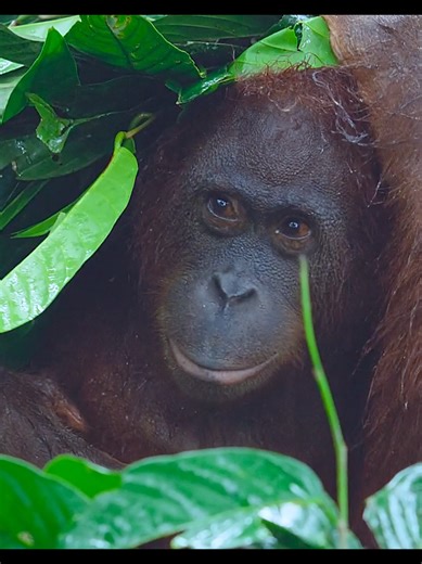 Orangutan Survival Skills: Mastering Shelter Building