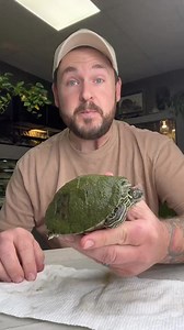 12K views · 504 reactions | Helping a turtle in NEED  #turtlecare #turtletok #petcare #animalhealth #turtleshell #gardenstatetortoise #animalrescue #turtles | Rescue Turtles | Facebook