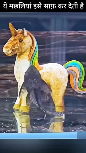 568K views · 4K reactions | Fish . . #reelsinstagram #reels #reelsvideos #viralvideos #viral #b2garima #facts #fish #animals | Garima Sharma | Facebook