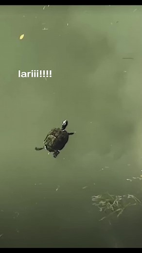 U Turn Balik Haha - Funny Manatee Encounter!