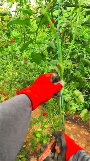 Remove These 2 Things For More Cherry Tomatoes 🍅