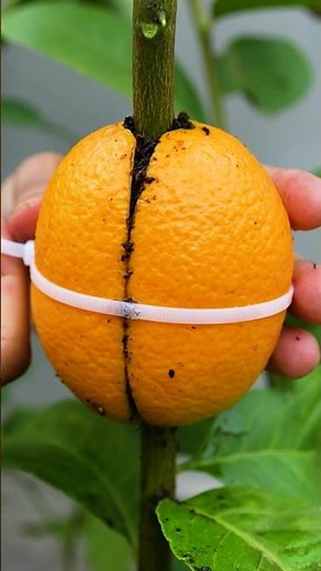 🌿Grow Lemon Tree Fast with These Pro Tips! #fruittree #gardening