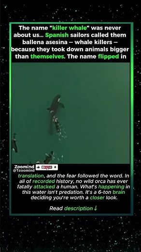 She Was Never Hunting You #wildlife #orca #killerwhale #ocean #animals #viral #shorts #animalfacts
