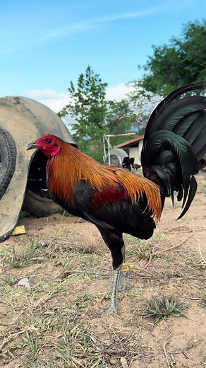 Melsims Black Rooster: A Guide to Gamefowl Breeding