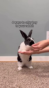 4 ways to offer hay to your rabbits! Rabbits need unlimited hay but don’t you think it’s boring to always eat it in only one place? Here are some of Oreo’s favorite ways to eat more Oxbow hay! What is yours?! 🎥 @oreo.thebunnyrabbit | Oxbow Animal Health