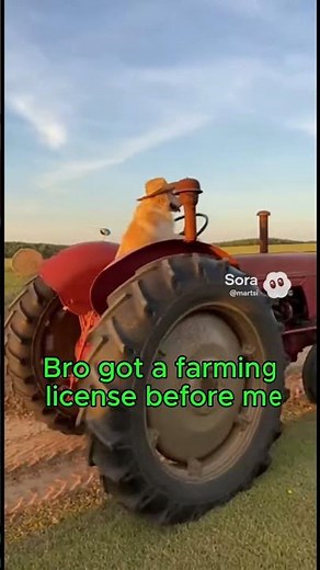 Dog Driving a Tractor 🚜🐶