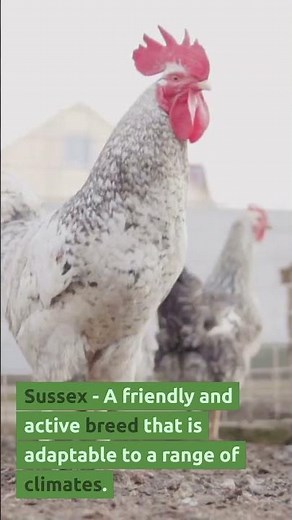 Top 10 Best Chicken Breeds for Your Backyard