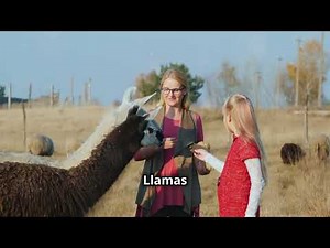 What Do Llamas and Alpacas Eat? Feeding Facts You’ll Love