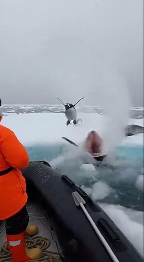 Orca Hunts Penguins Under Ice During Feeding