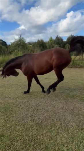 how aggressively sounds & running brown 10000lb horse #horses #horse #equestrian #horsetrack