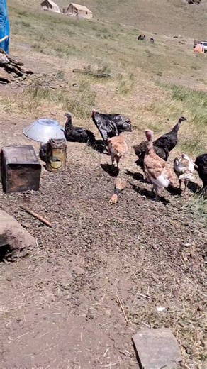 @ajichay.ir on Instagram‎: "😍#اجی #چای #هشترود #چاراویماق # #تبریز #اکسپلور #تهران #"‎