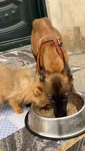 32 reactions | Training Malinois and Pomeranian puppy #DogTrainingNigeria #NigerianDogTrainer #DogTrainingTips #DogBehavior #PuppyTraining #DogTrainingCommunity #NigerianDogs #DogObedience #PositiveReinforcement #DogTrainingLife | Yellow kennels | Facebook