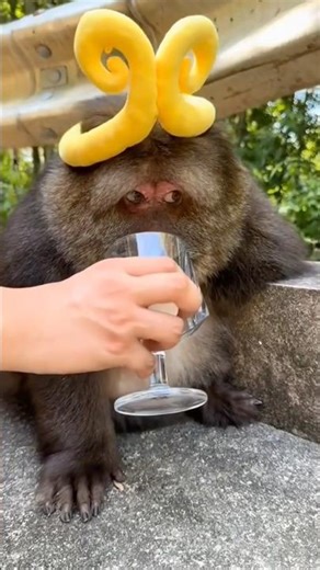 XingXing Monkey Wears A Hat #cute #monkey