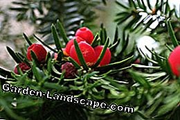 Other: Evergreen Plants - The 6 most popular for your garden | 2025