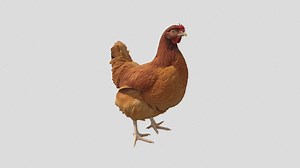 hen 3d model - Download Free 3D model by grodan (@zhaoqinzzq)