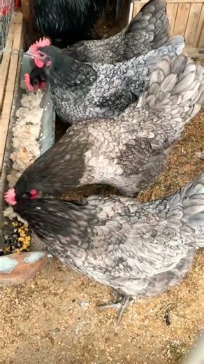 blue Australorp chickens 🥰 #shorts #ytshorts #trending #youtubeshorts #australorp
