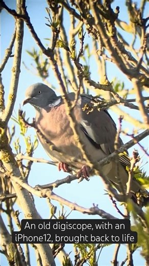 Testing my old Nikon Scope with iPhone12 for #birdwatching #Birdspotting #digiscoping #WoodPigeon
