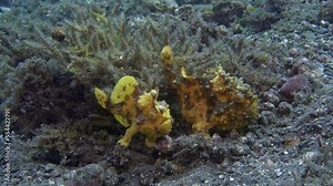 Male and female frog fish sit together next to a bush of algae. Warty Frogfish (Antennarius maculatus) 11 cm. ID: skin is covered with wart-like protuberances.