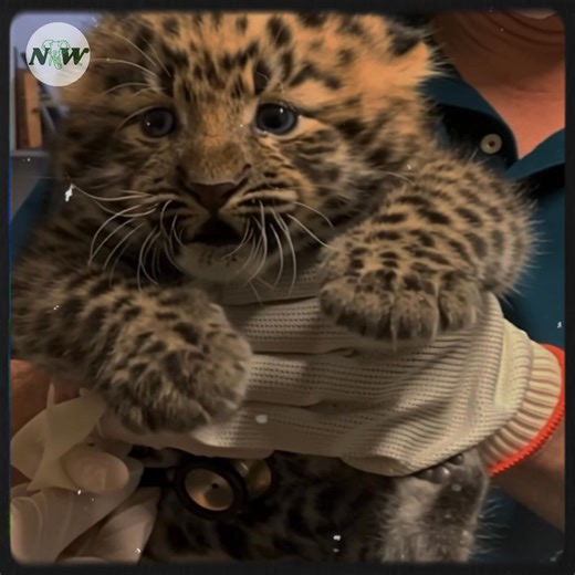 147K views · 10K reactions | Meet the Adorable Amur Leopard Cubs of St. Louis Zoo!—[Full story in cᴑmments] #fblifestyle | Nature and Wildlife TV | Facebook