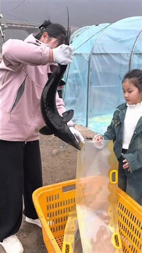 Fish packing hack: Handling live sturgeon safely