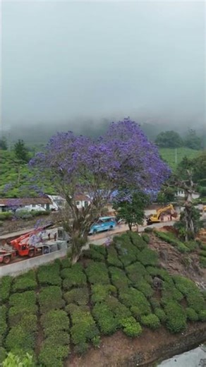 JACARANDA 🌸 The MOST BEAUTIFUL Tree for your Garden