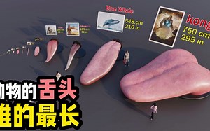 动物的舌头谁的最长