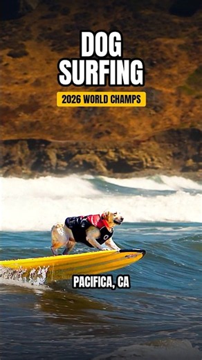 Pacifica's dog surfing contest is unreal 🌊 🐶