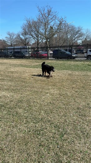 he LOVES digging and dirt 🪏 #bernesemountaindog #digging #dirt #dogs