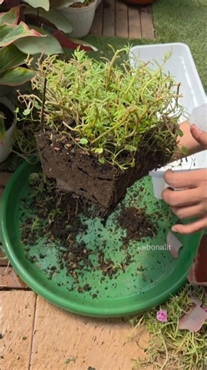 Repotting & Reviving Portulaca Flowers
