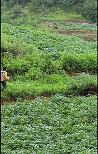 15K views · 289 reactions | Enjoy cooking organic food with natural life | Food Skill | Facebook