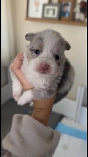 His first howl! 🥺🔊 #shorts