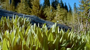 Leafy lush macro forest plants by log in meadow and trees blue sky at dawn 1 Mt. Hood Spring Forest Oregon Cascade Mountains