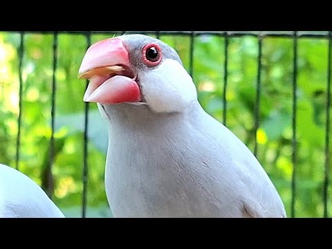 Java sparrows singing sound: java sparrows sing song with long voice and long time. Sound is clear.