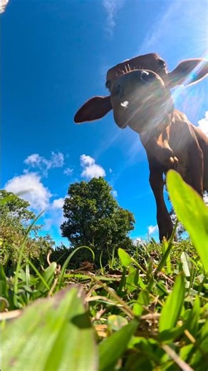 Cow sniffing ASMR 🤣 #gopro #cow #animal #samoa