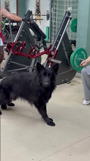 Why army like German shepherd #germanshepheard #blackgermanshepherds #germanshepherd ‪@_swatiisingh_‬