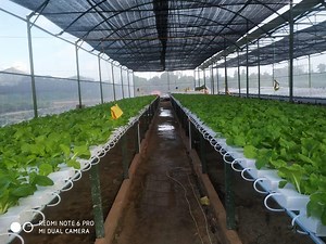 [Hot Item] Horizontal Vertical Hydroponics System Agriculture Planting PVC Pipe Trough Greenhouse Nft System