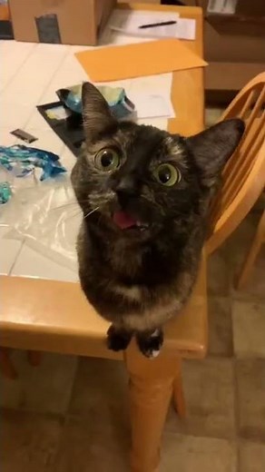 Tortoiseshell Cat Facts | Things you probably didn’t know about tortie cats!