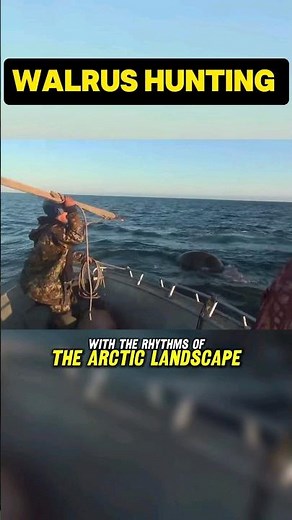 Walrus hunting where tradition and modernity collide!