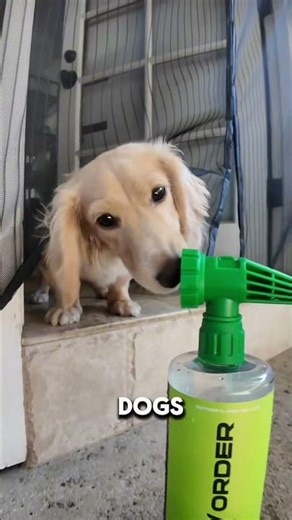 Easy way to clean dog pee on concrete with enzyme cleaner by refresh labs