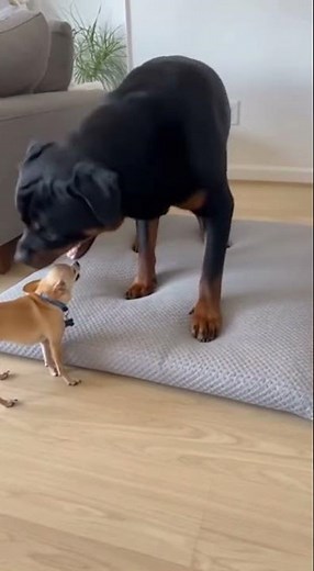 From Loud Barks to the Trash Can in 3 Seconds