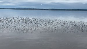 Every year, thousands of migratory sandpipers rest and feed along the upper Bay of Fundy before their flight to winter habitats. At The Guzzle yesterday (Grand Pre), I sat on a rock for nearly an hour watching the birds--til other people came along and put them into flight. They settled again after a moment. Such a delight to watch them. | Saltscapes Magazine