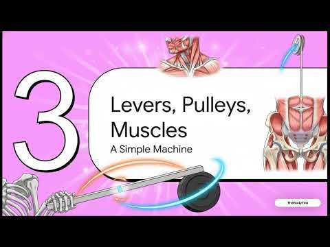 Hip Bone Attachments | Muscle Attachments of Os Coxae | Anatomy Made Easy (BPT/MBBS/Nursing)