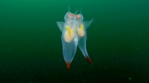 251K views · 8K reactions | Explora el mundo a través de National Geographic | National Geographic | Facebook