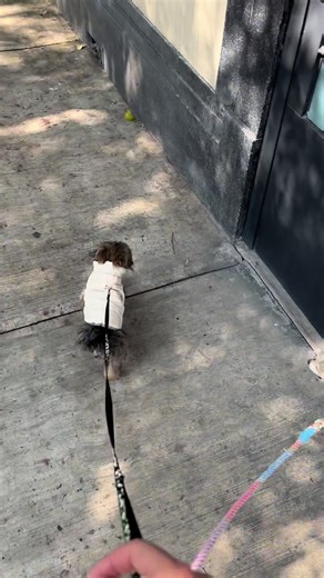 Videos de Diana Staboli (@dianasalinassss) con “sonido original - La Titi 🐥”