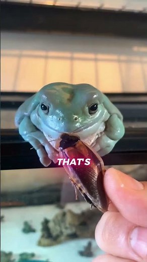 This Tree Frog Looks Like It's Smiling