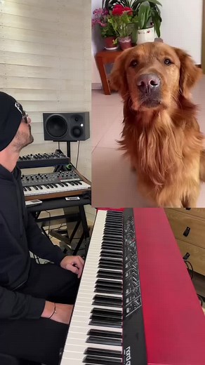 La Complainte du Iench : Chanson Humoristique Canine