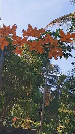 Orchids (Family Orchidaceae) 🌻🌺🌼 (07.05.2024) #nature #flowers #OrchidSpecies