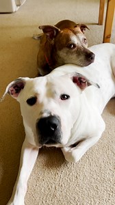 343K views · 8K reactions | These rescued friends are so bonded they have to be adopted together  Let's find them all homes! Ginny & Lupin Maryland SPCA Big Mama & Ruby The Pittie Project PNW Zeus & Luna Florida Giant Dog Rescue, Inc. Herkie & Sammy Puppy Mill Rescue Team Middle Man & Kam Ember Austin Cats & Dogs Rescue Lily & Mandy Rescue Me Small Animal Placement, Inc Axel & Ozzy Luna's House, Inc. Kronk, Kuzco & Yzma Wayward Ranch Animal Sanctuary | The Dodo | Facebook