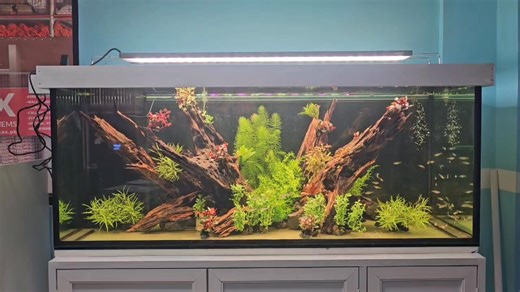 1.2K views · 11 reactions | Nature aquarium design. #NatureAquarium #LowMaintenanceAquarium #Aquascaping #AquariumSetup #EcoFriendlyAquarium | Aquaflorist | Facebook