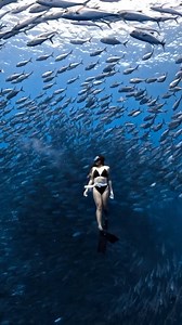 Swimming with a school of jacks at Balicasag—such an amazing experience! 🐟🌊 🎥🎨 Mark Joey Jumaran Florentino | @markfreediver via Instagram Source: https://www.instagram.com/p/DAoROk9y21i/ #BoholIslandUNESCOGlobalGeopark #Bohol #Philippines #LoveThePhilippines #SouthEastAsian #Asia #UNESCO #GlobalGeoparksNetwork #FreeDiving #Underwater #CoralReefs #Scuba #FreeDiver #DivePhilippines #PanglaoIsland #BalicasagIsland #Jacks | Boholtourismph
